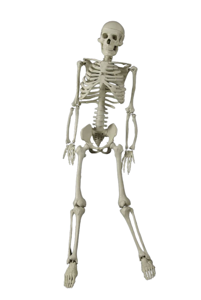 Skulls & Skeletons