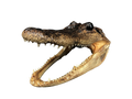 Taxidermy Alligator Head