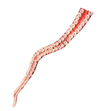 2ft Flex Octopus Tentacle
