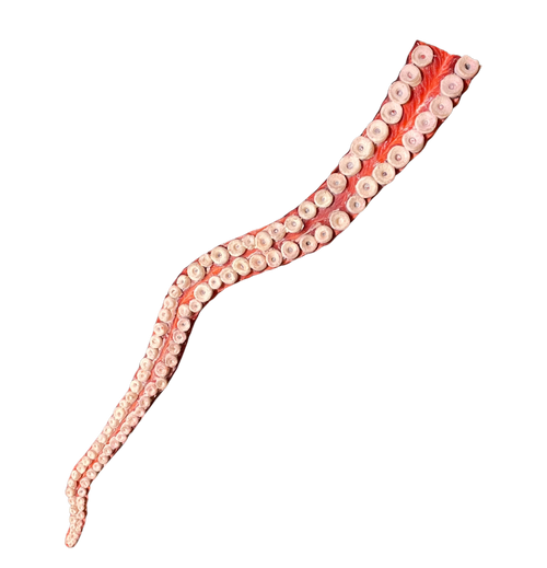 2ft Flex Octopus Tentacle